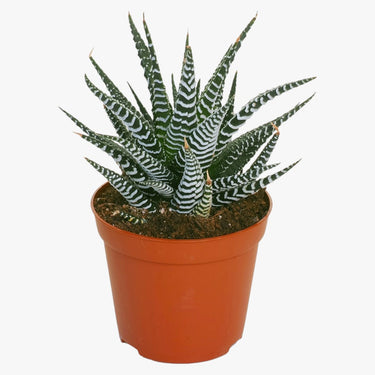 Haworthia Fasciata - Wide Zebra - Big Band